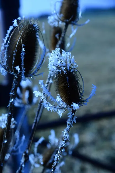 DSC_1012 (Large).JPG